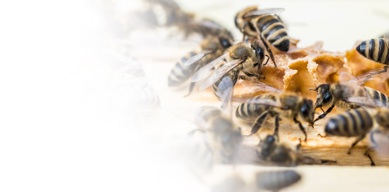Produkt Propolis